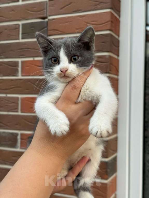 Кошки в Батайске: Котик в Добрые руки  Мальчик, Бесплатно - фото 1