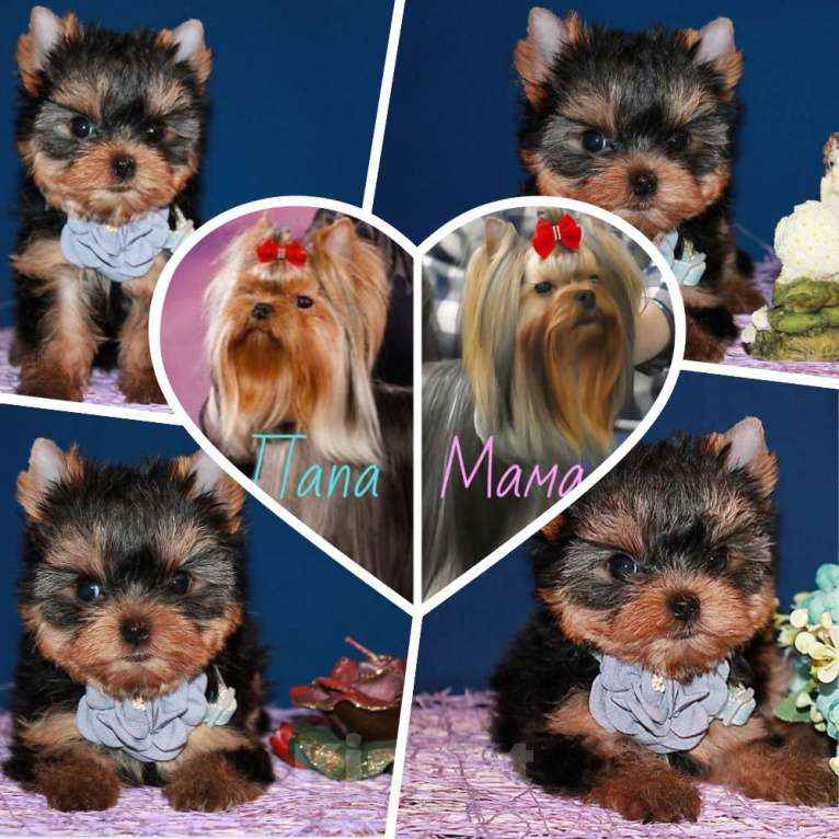 Собаки в Москве: Маленькая девочка, Янтарная капелька  Девочка, 110 000 руб. - фото 1