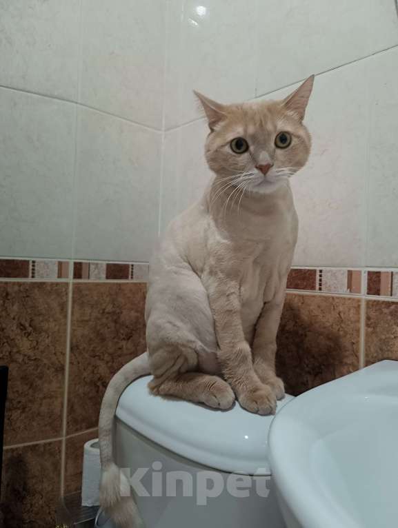 Кошки в Новосибирске: отдам в добрые руки Мальчик, Бесплатно - фото 1