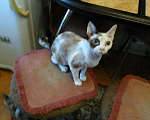 Кошки в Абакане: Котята девон рекс, 25 000 руб. - фото 4