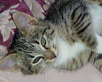Кошки в Москве: Бенгальский котенок (метис) Лео, 10 месяцев, Бесплатно - фото 1