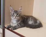 Кошки в Гусиноозерске: Котята мейн-кун, 30 000 руб. - фото 9