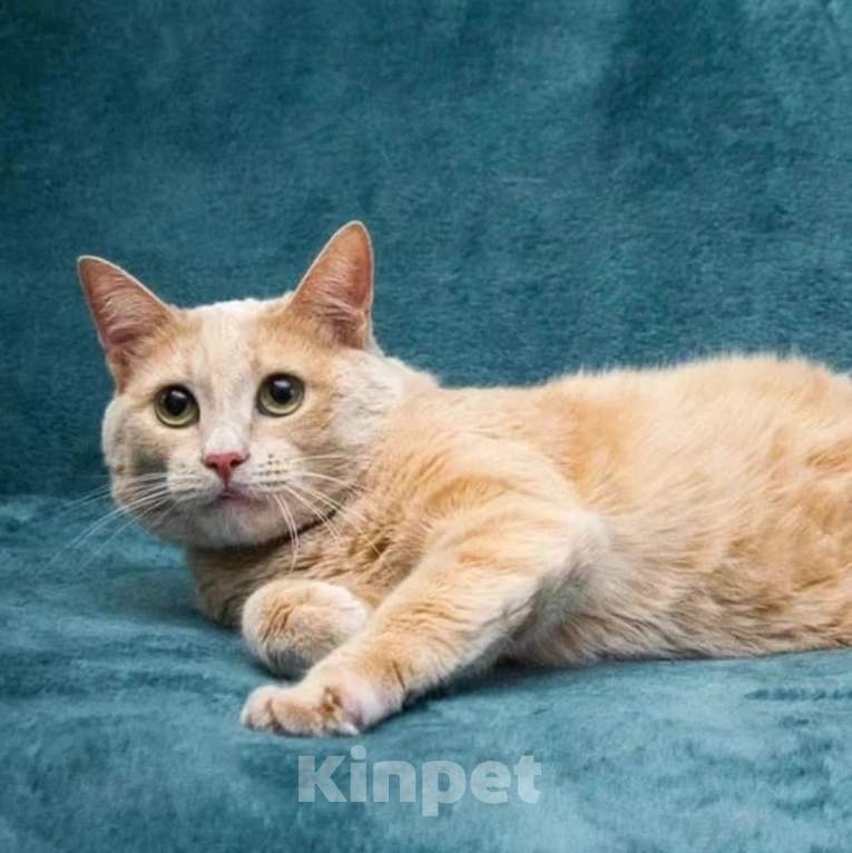 Кошки в Москве: Грустного рыжика никто не забирает Мальчик, Бесплатно - фото 4