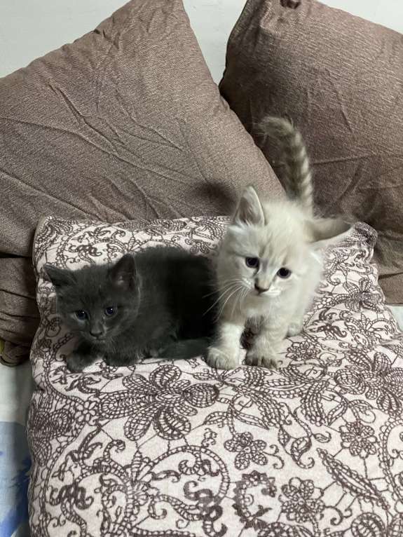 Кошки в других городах Калужской области: Сема(помесь сиамца) Мальчик, Бесплатно - фото 3