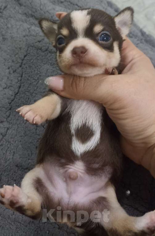 Собаки в Ростове-на-Дону: Мальчик мини чихуахуа Мальчик, 30 000 руб. - фото 1