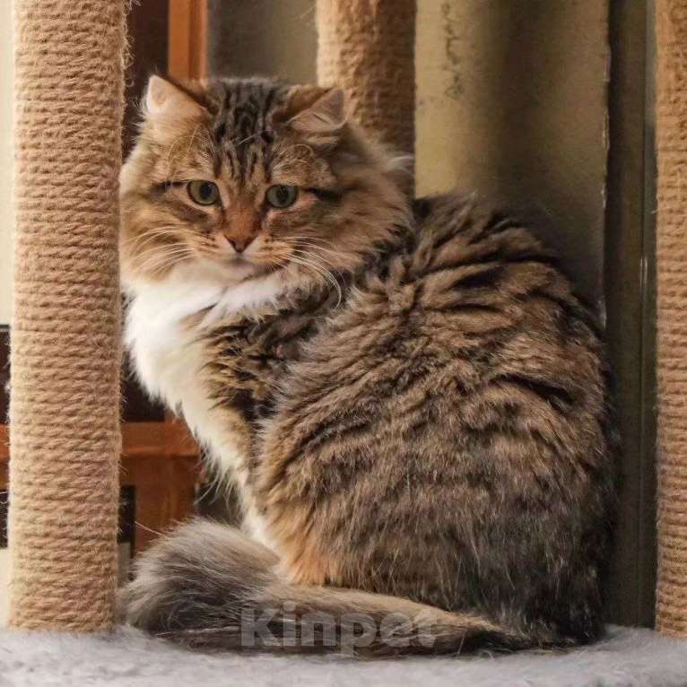 Кошки в Москве: Кошечку Редиску никто не хочет брать Девочка, Бесплатно - фото 3