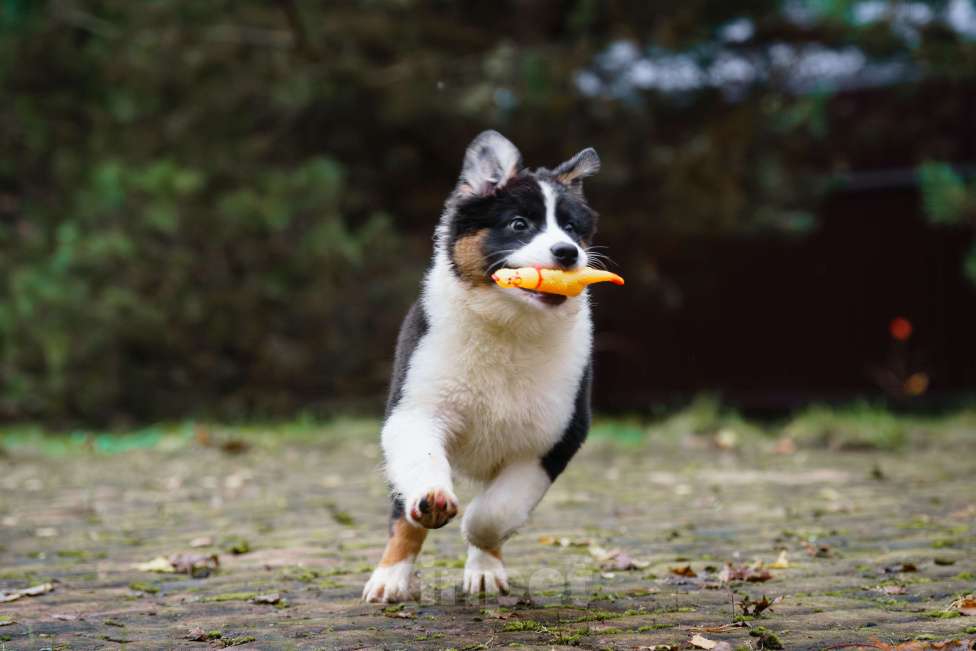 Собаки в Звенигороде: Австралийская овчарка девочка Девочка, 50 000 руб. - фото 3