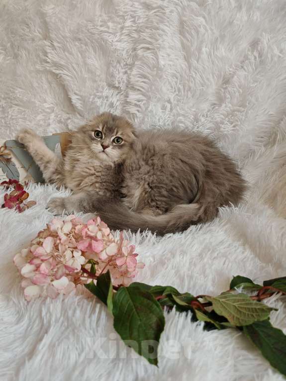 Кошки в Москве: Длинношерстный шотландский мальчик Мальчик, 65 000 руб. - фото 6