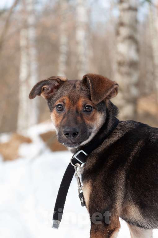 Собаки в Ногинске: Ивонна ждет свою семью в приюте Девочка, Бесплатно - фото 3