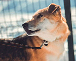 Собаки в Москве: Лайк Мальчик, Бесплатно - фото 3