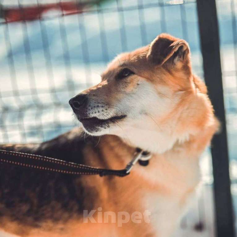 Собаки в Москве: Лайк Мальчик, Бесплатно - фото 3