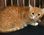 Кошки в Санкт-Петербурге: Котенок Имбирь  Мальчик, Бесплатно - фото 2
