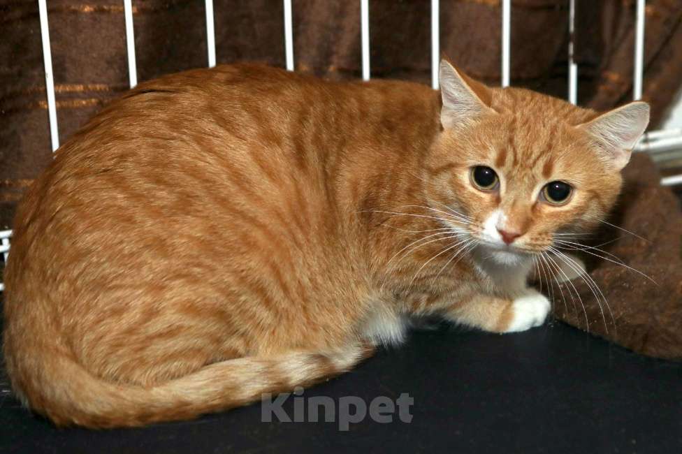 Кошки в Санкт-Петербурге: Котенок Имбирь  Мальчик, Бесплатно - фото 2