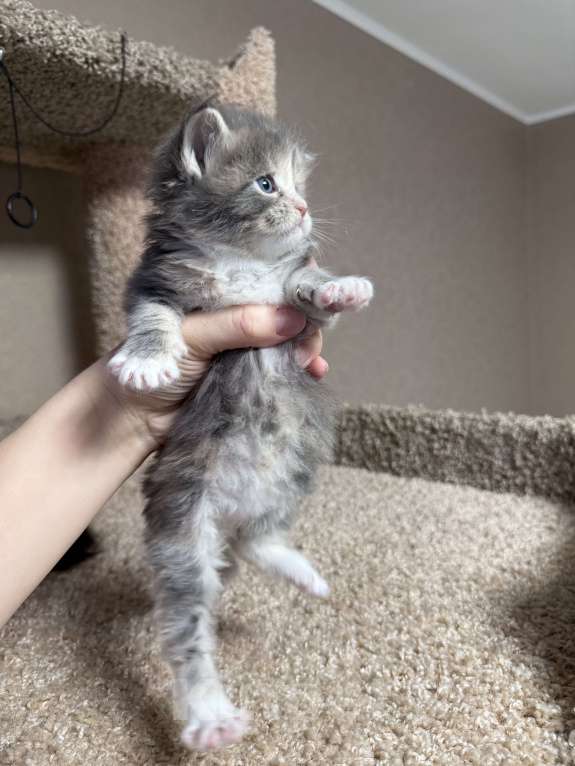 Кошки в Новосибирске: ОТКРЫТО РЕЗЕРВИРОВАНИЕ КОТЯТ Девочка, 100 000 руб. - фото 4