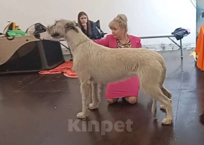 Собаки в Перми: Белые Ирландские Волкодавы Девочка, Бесплатно - фото 3