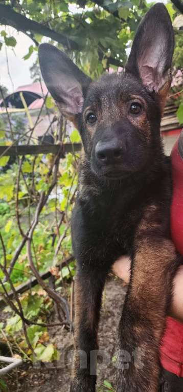 Собаки в Ореховом-Зуево: Продажа щенков Мальчик, 50 000 руб. - фото 5