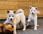 Собаки в Москве: Белые Сиба ину. Ми-ми-мишки. Девочка, 60 000 руб. - фото 1