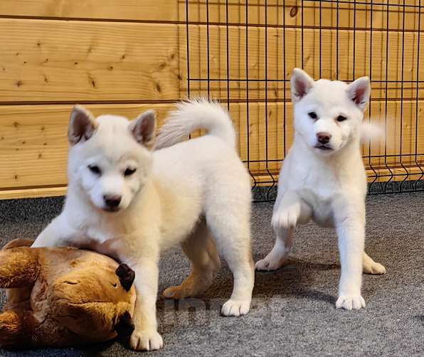 Собаки в Москве: Белые Сиба ину. Ми-ми-мишки. Девочка, 60 000 руб. - фото 1