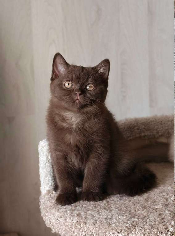 Кошки в Санкт-Петербурге: Британский котенок шоколадного окраса. Девочка, 55 000 руб. - фото 3