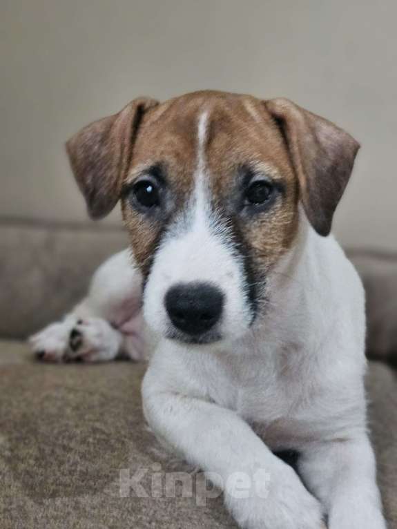 Собаки в Высоковске: Джек-рассел терьер Девочка, 30 000 руб. - фото 1