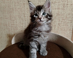 Кошки в других городах Смоленской области: Котята Мейн-Кун Мальчик, 35 000 руб. - фото 1