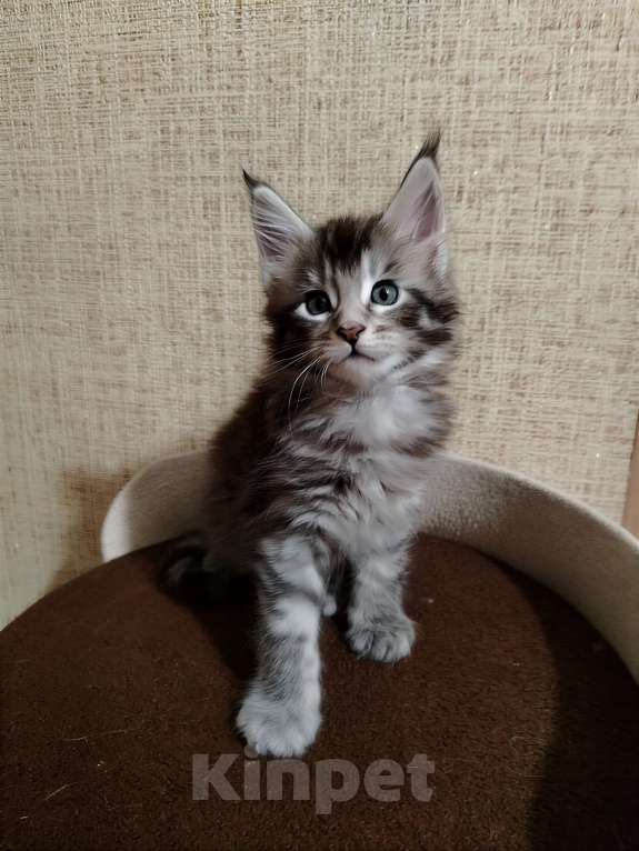 Кошки в других городах Смоленской области: Котята Мейн-Кун Мальчик, 35 000 руб. - фото 1