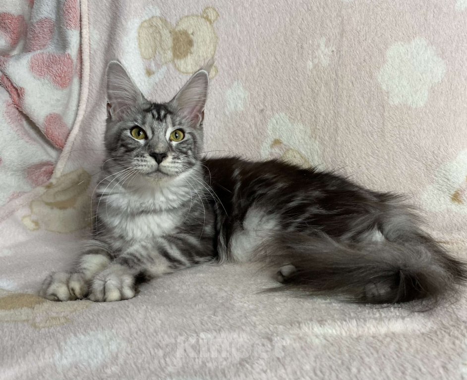 Кошки в Дмитрове: Черная серебристая мраморная девочка мейн кун Jackie, Девочка, 15 000 руб. - фото 1