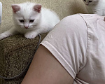 Кошки в Новороссийске: Прямоухие котята  Девочка, Бесплатно - фото 2