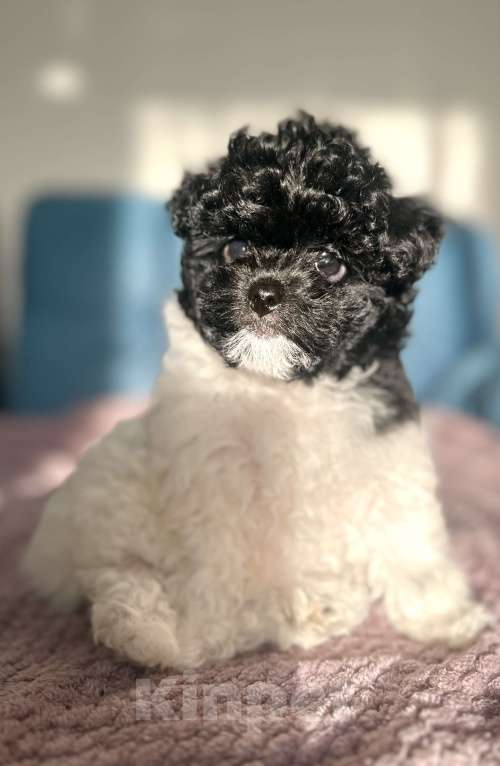 Собаки в Санкт-Петербурге: Девочка Пушон Девочка, 50 000 руб. - фото 4