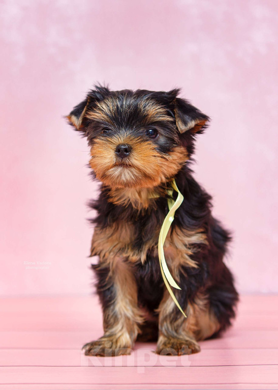 Собаки в Ульяновске: Щенки йоркширского терьера Девочка, Бесплатно - фото 2