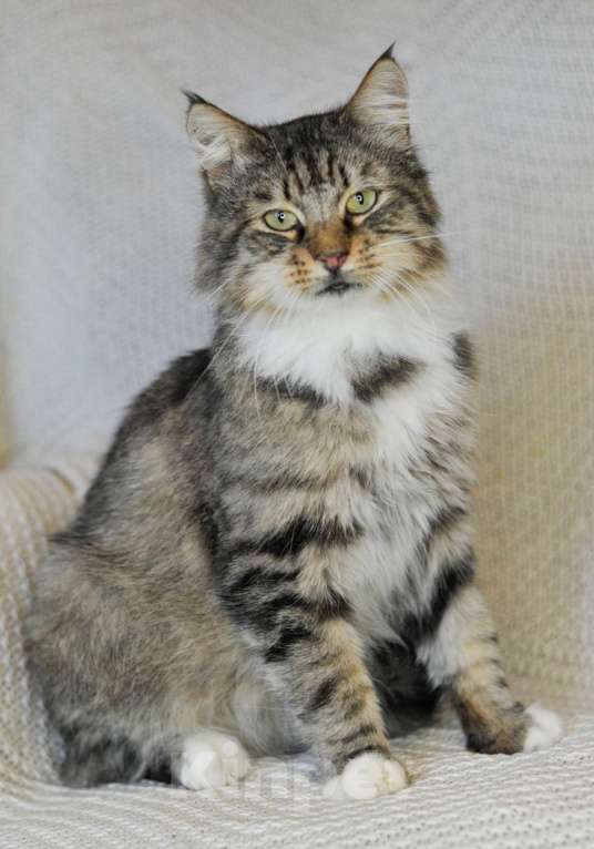 Кошки в Санкт-Петербурге: Рысь ждет своего Человека Мальчик, Бесплатно - фото 1