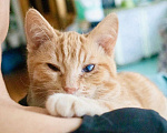 Кошки в Москве: Котенок Пряник – рыжий мальчик! В добрые руки Мальчик, Бесплатно - фото 2