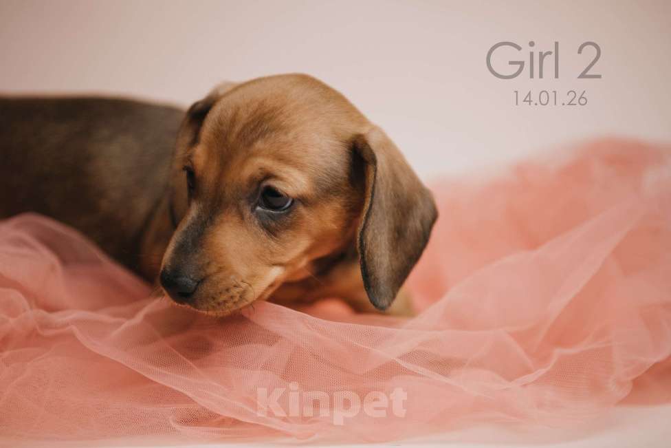 Собаки в Мурманске: Такса стандартная гладкошерстная Девочка, 50 000 руб. - фото 4