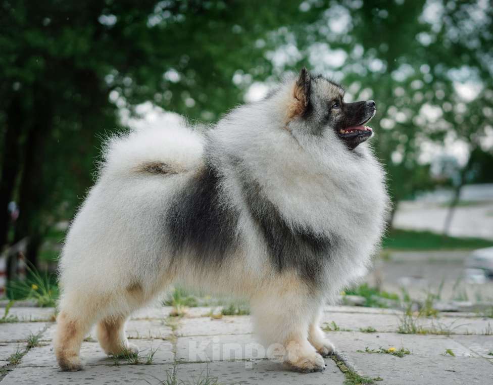 Собаки в Новосибирске: Шикарные щенки вольфшпица (кеесхонда), внуки Чемпионки Мира Мальчик, 60 000 руб. - фото 2