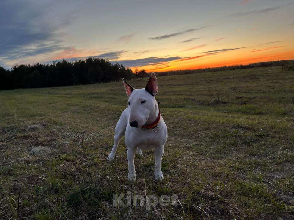Собаки в Москве: миниатюрный бультерьер щенки Мальчик, Бесплатно - фото 10