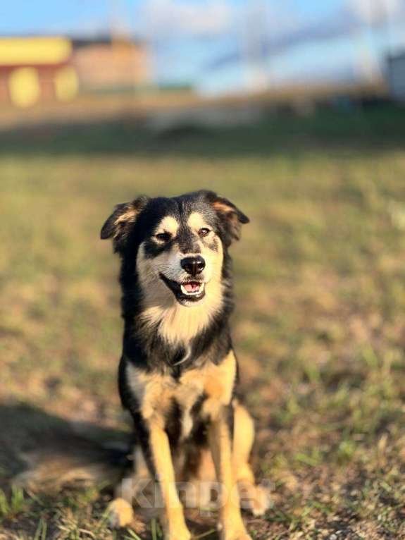 Собаки в других городах Крыма: Пропал пес по кличке Къара  Мальчик, 5 000 руб. - фото 1