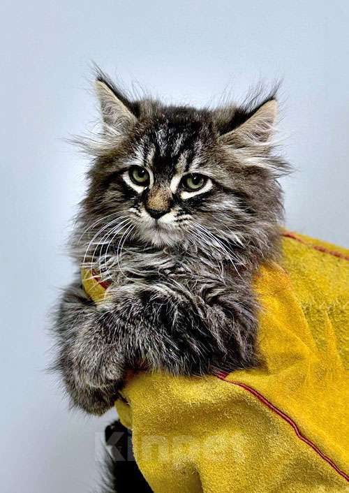 Кошки в Санкт-Петербурге: Пушистое счастье в добрые руки Ищем дом для очаровательных котят Мальчик, 10 руб. - фото 3