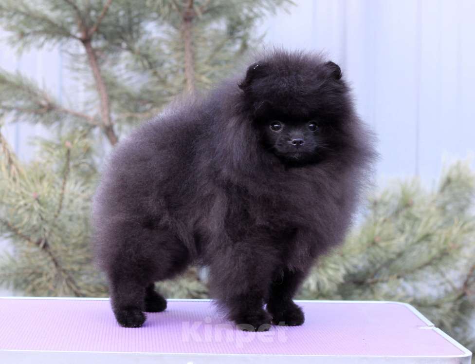 Собаки в Москве: Прекрасный черный мальчик Мальчик, Бесплатно - фото 7