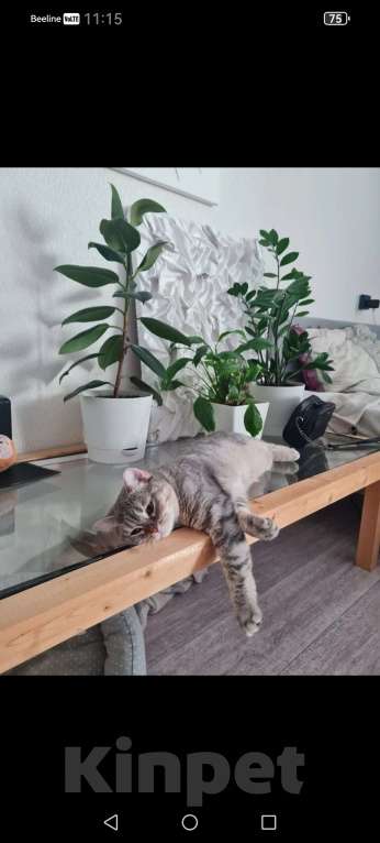 Кошки в Ростове-на-Дону: Отдам в добрые руки нашу кошку Девочка, Бесплатно - фото 2