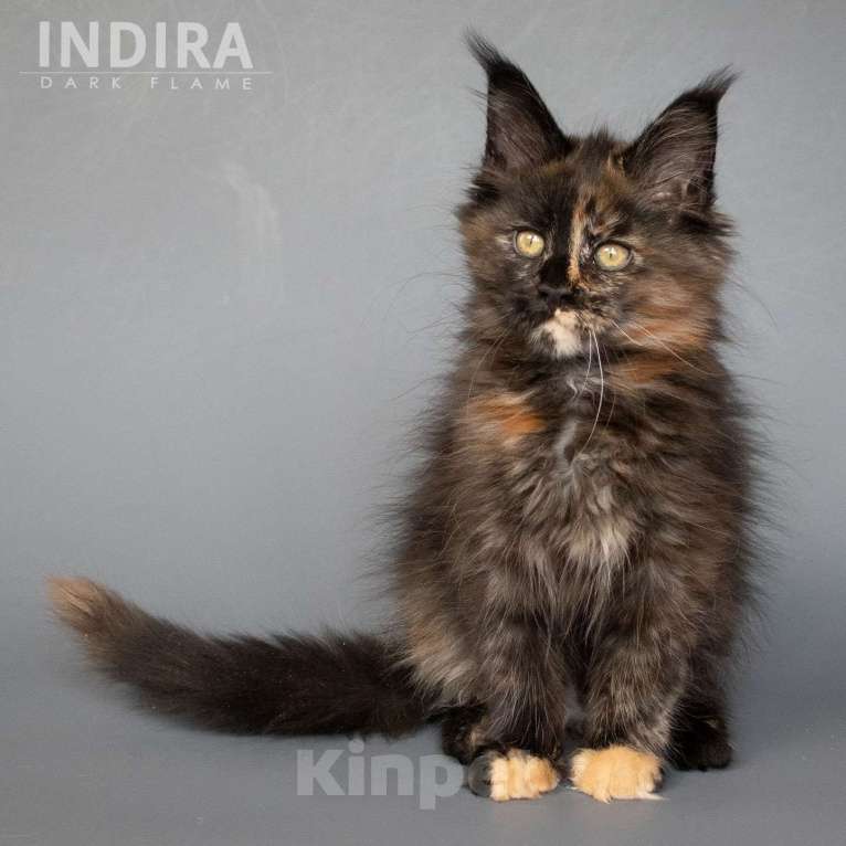 Кошки в других городах Воронежской области: Indira Drak Flame Девочка, 50 000 руб. - фото 9