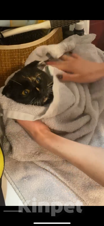 Кошки в Москве: Потерялась кошка метис вислоухой Девочка, 3 000 руб. - фото 5