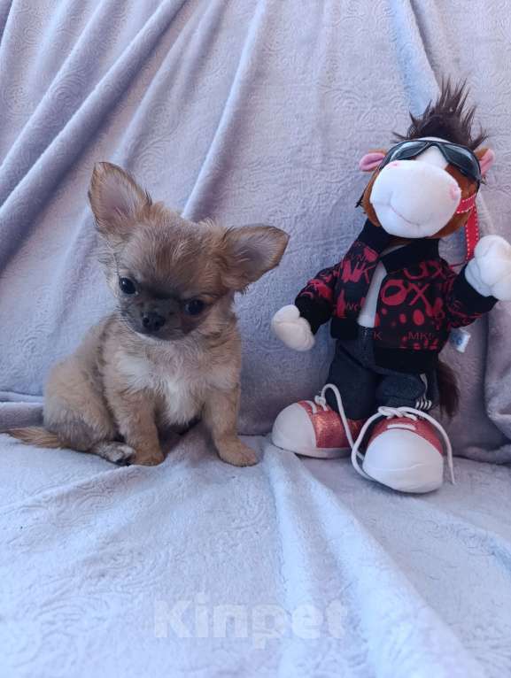 Собаки в Ярославле: Щенок чихуахуа Мальчик, 25 000 руб. - фото 3