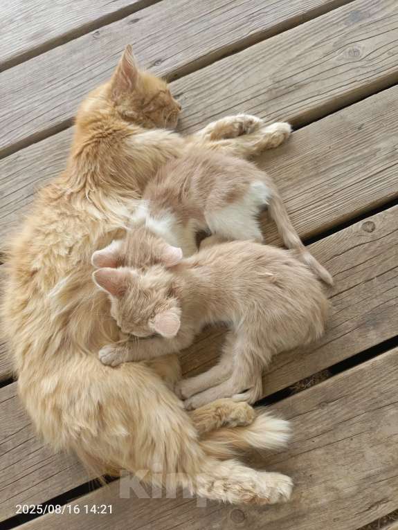 Кошки в других городах Крыма: Коржик Мальчик, Бесплатно - фото 2