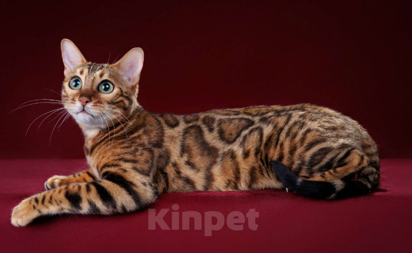 Кошки в Москве: Бенгальский котенок-девочка, питомник ABCats (WCF) Москва Девочка, Бесплатно - фото 8