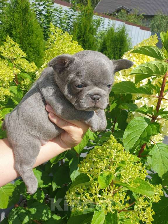 Собаки в Москве: Щенки Французского Бульдога, Лиловые и Шоколадныне.  Мальчик, 65 000 руб. - фото 4