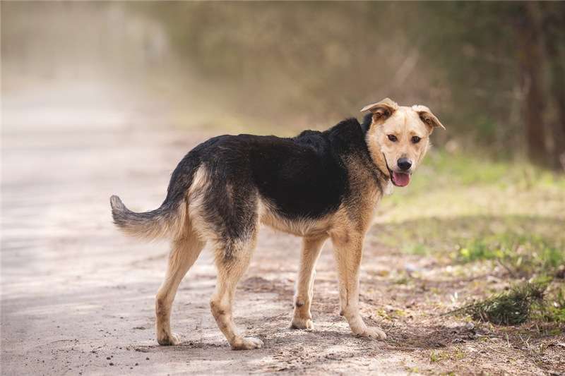 Собаки в Москве: Чудесный пёс Дэнвер в добрые руки. Мальчик, Бесплатно - фото 9