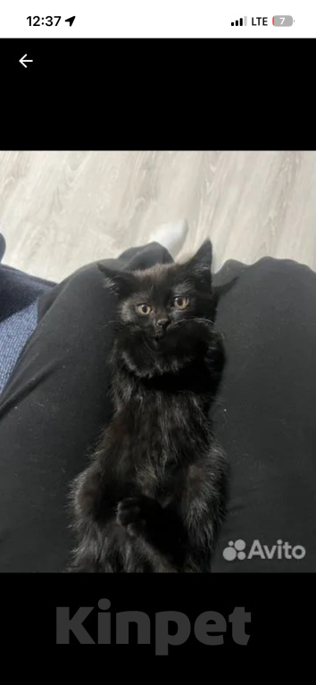 Кошки в Оренбурге: Котята в добрые руки Девочка, Бесплатно - фото 1