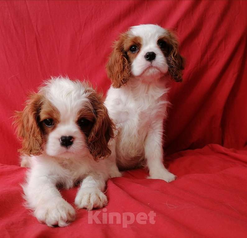 Собаки в Москве: Щеночки Кавалер Кинг Чарльз 2,5 мес. Девочка, 70 000 руб. - фото 4