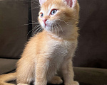 Кошки в Реутове: Шотландский золотая шиншилла прямоухий Мальчик, 20 000 руб. - фото 2