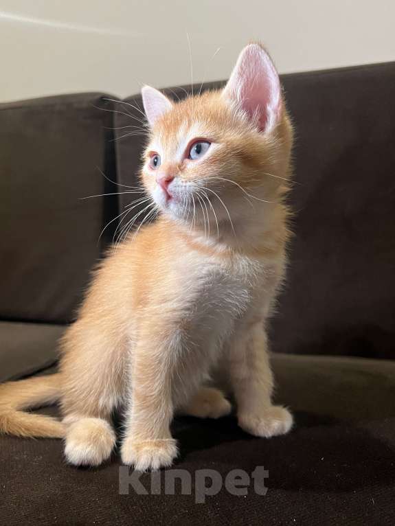 Кошки в Реутове: Шотландский золотая шиншилла прямоухий Мальчик, 20 000 руб. - фото 2